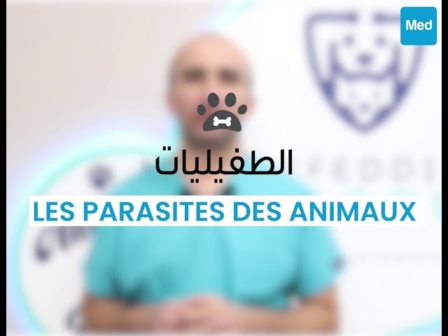 فيديو Les parasites des animaux