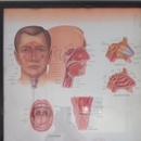 Dr Bounouar Seddiki Oto-Rhino-Laryngologiste (ORL)