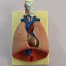Dr Saidi eps Kadem N Pneumologue