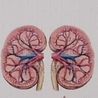 Dr LAHLOU HAKIM Urologist