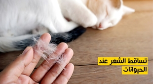 المجلة الطبية تساقط الشعر عند الحيوانات