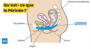 المجلة الطبية Qu’est- ce que le Périnée ?