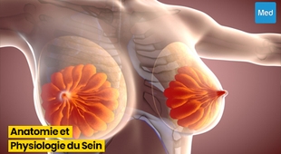 Magazine Comprendre l'Anatomie et la Physiologie du Sein