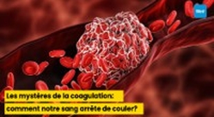 Makaleler Les mystères de la coagulation : comment notre sang arrête de couler
