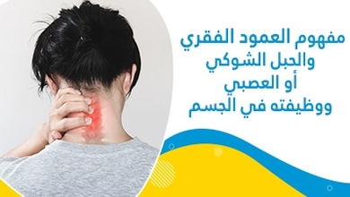 مفهوم العمود الفقري والحبل الشّوكي أو العصبي ووظيفته في الجسم