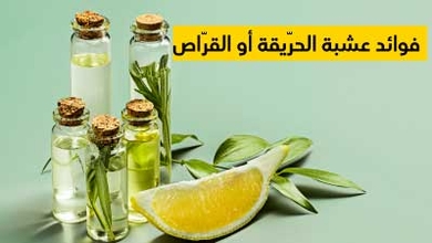 فوائد عشبة الحرّيقة أو القرّاص