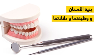 بنية الأسنان و وظيفتها و دلالاتها