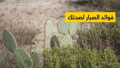 فوائد الصبار لصحتك