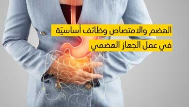 الهضم والامتصاص وظائف أساسيّة في عمل الجهاز الهضمي