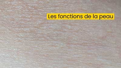 Les fonctions de la peau