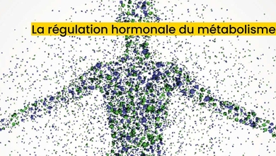 La régulation hormonale du métabolisme