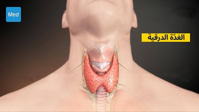 لمحة عامة عن الغُدَّة الدرقية