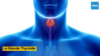 Comprendre la Glande Thyroïde : Fonctions, Régulation Hormonale et Tests de Diagnostic