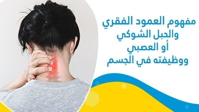 مفهوم العمود الفقري والحبل الشّوكي أو العصبي ووظيفته في الجسم