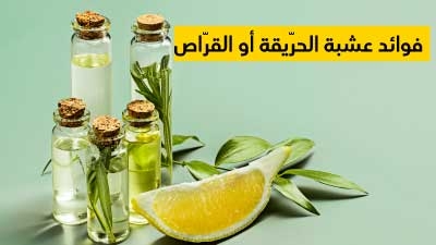 فوائد عشبة الحرّيقة أو القرّاص