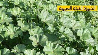 الخبّيزة النّبتة العجيبة مغذّية ومعالجة لعديد الأمراض