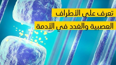 تعرف على الأطراف العصبية والغدد في الأدمة