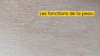Les fonctions de la peau