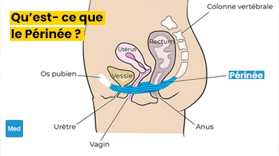 Qu’est- ce que le Périnée ?