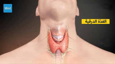 لمحة عامة عن الغُدَّة الدرقية
