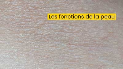 Les fonctions de la peau