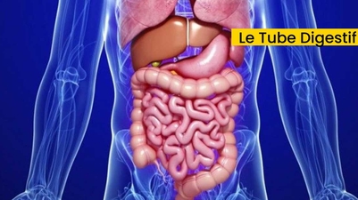 Le Tube Digestif