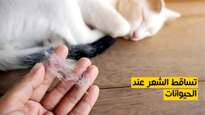 تساقط الشعر عند الحيوانات