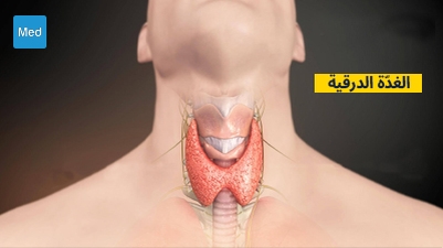لمحة عامة عن الغُدَّة الدرقية