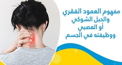 مفهوم العمود الفقري والحبل الشّوكي أو العصبي ووظيفته في الجسم