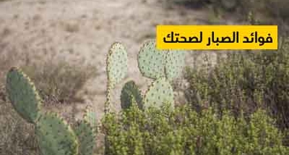 فوائد الصبار لصحتك