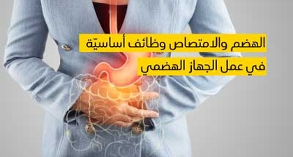 الهضم والامتصاص وظائف أساسيّة في عمل الجهاز الهضمي