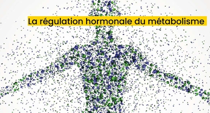 La régulation hormonale du métabolisme