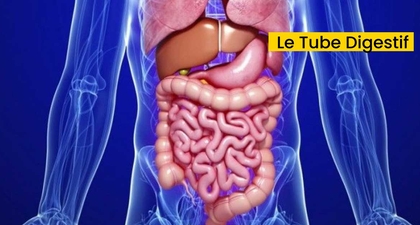 Le Tube Digestif
