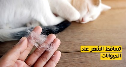 تساقط الشعر عند الحيوانات