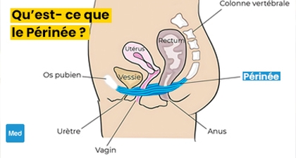 Qu’est- ce que le Périnée ?