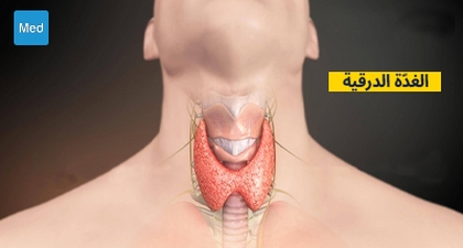 لمحة عامة عن الغُدَّة الدرقية