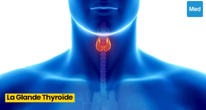 Comprendre la Glande Thyroïde : Fonctions, Régulation Hormonale et Tests de Diagnostic