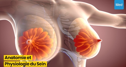 Comprendre l'Anatomie et la Physiologie du Sein