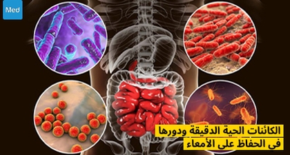  الكائنات الحية الدقيقة ودورها في الحفاظ على الأمعاء