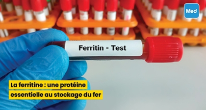 La ferritine : une protéine essentielle au stockage du fer