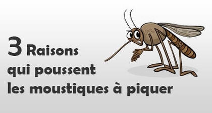 3 raisons qui poussent les moustiques à piquer