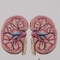 Dr Hakim LAHLOU Urologue